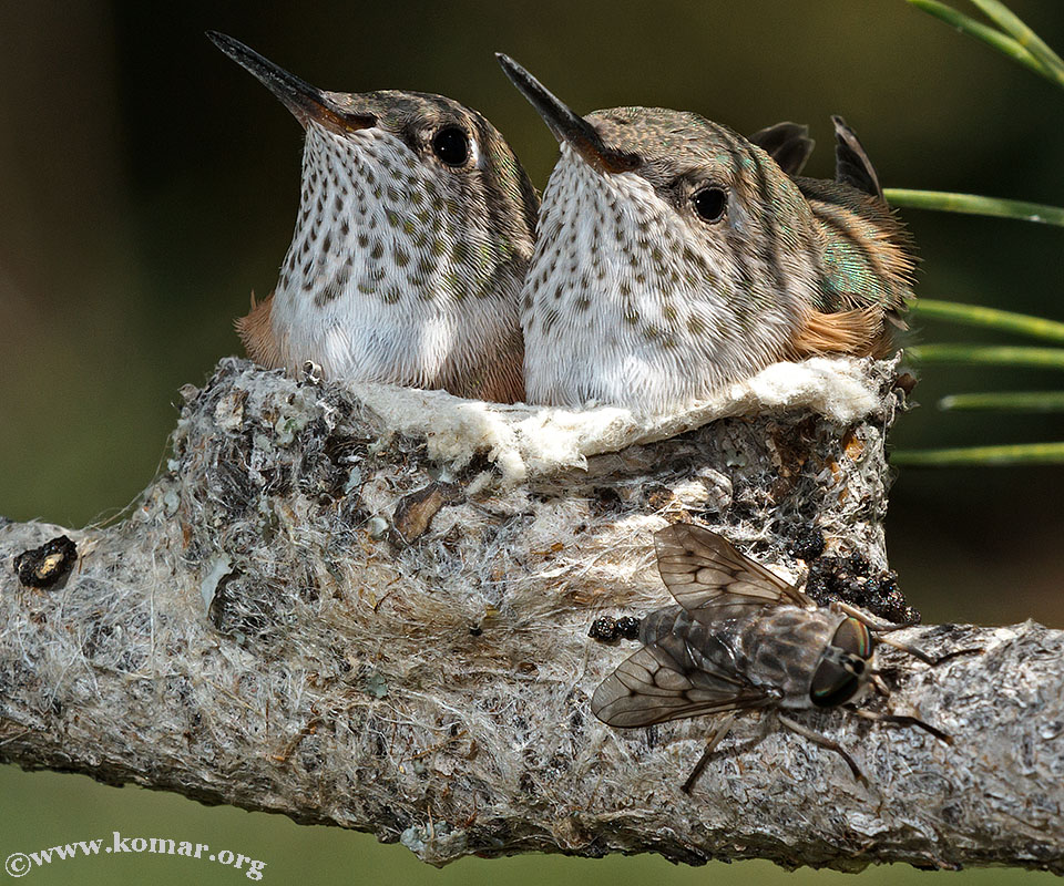 hummingbird nest 0624a