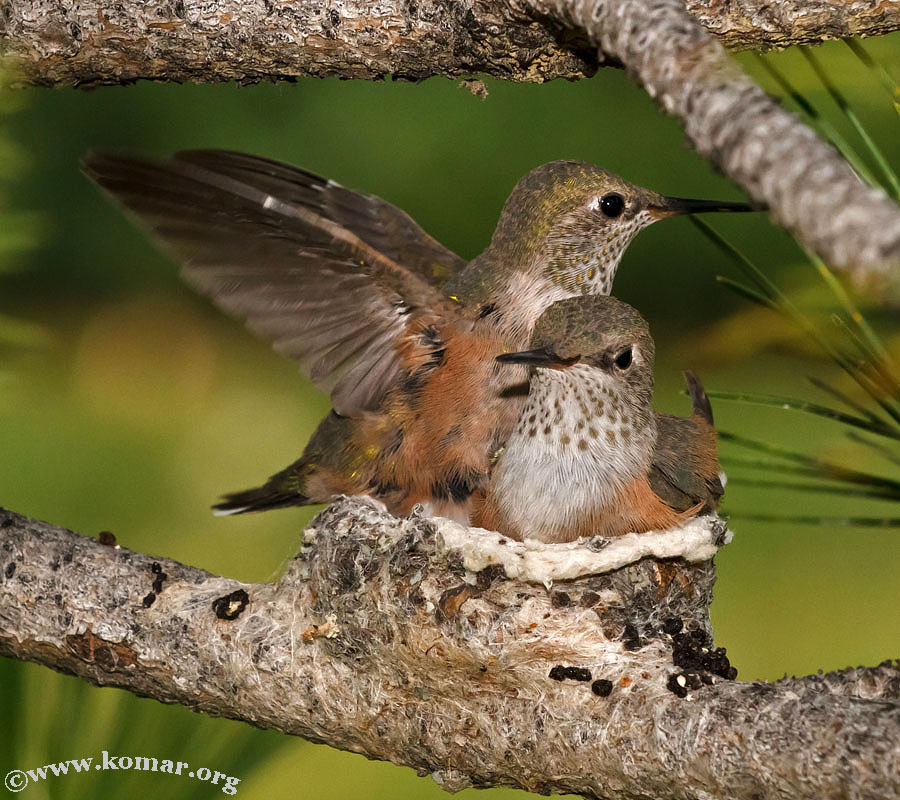 hummingbird nest 0624h