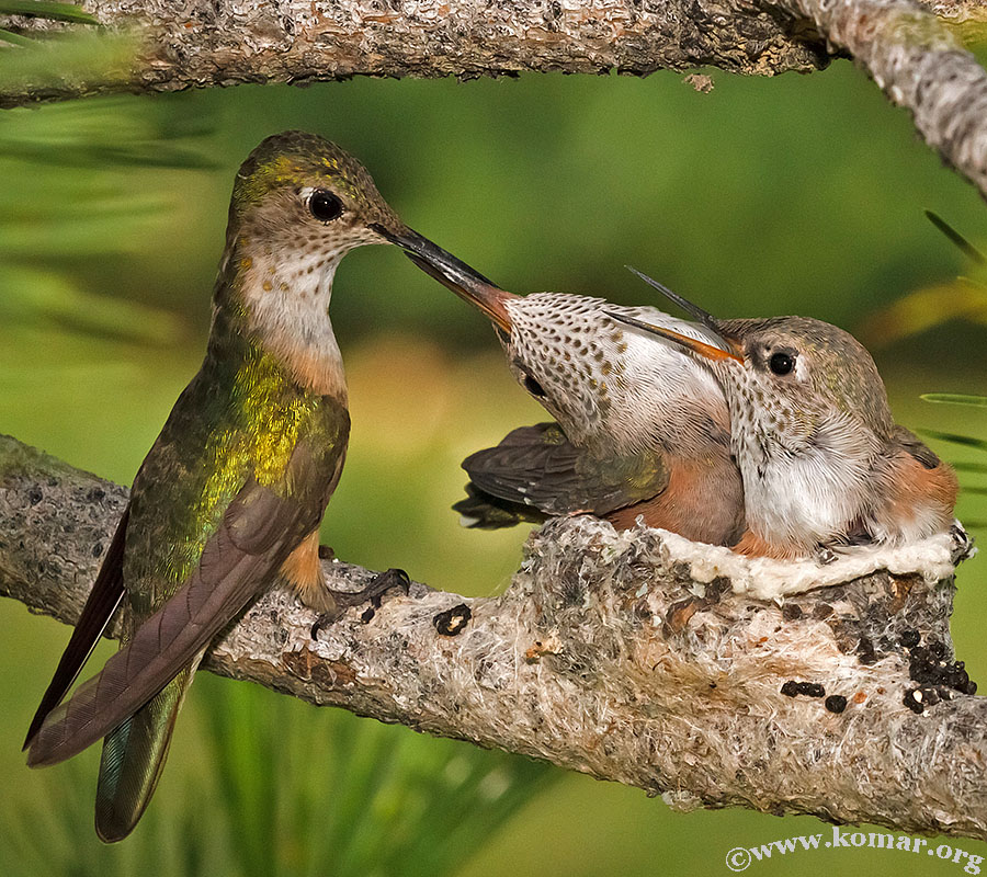 hummingbird nest 0624l