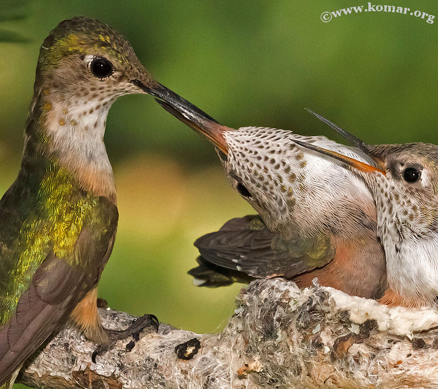 hummingbird nest 0624m