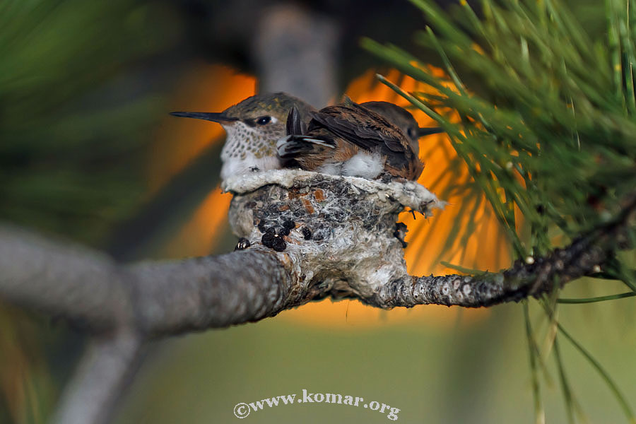 hummingbird nest 0624k