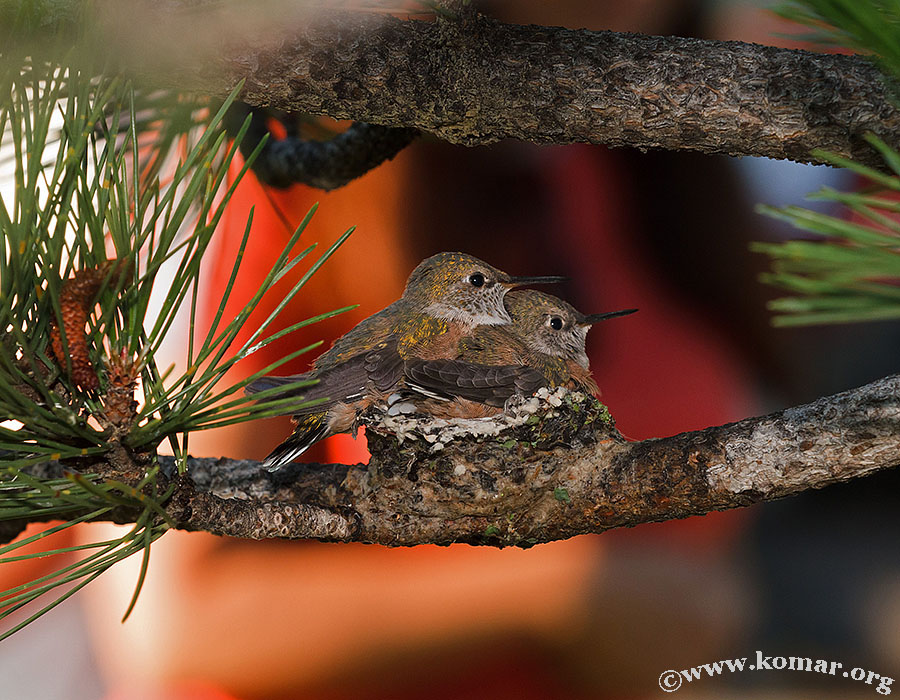 hummingbird nest 0625a