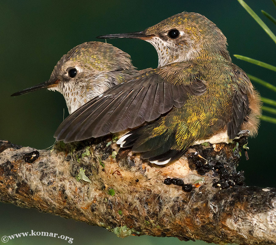 hummingbird nest 0625b
