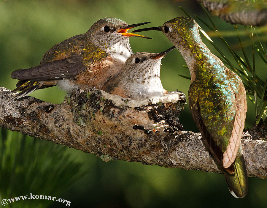 baby Hummingingbirds feed 2