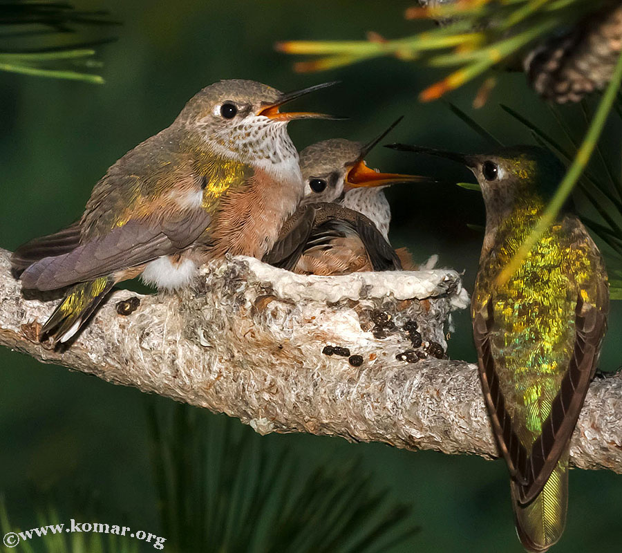 baby Hummingingbirds feed 3