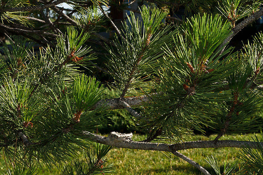 hummingbird nest 0626f