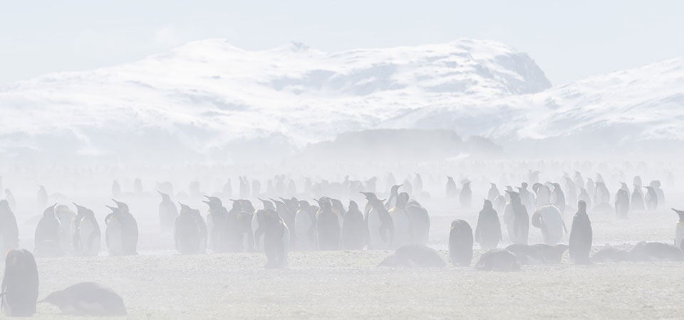 South Georgia Falkland Islands Lindblad National Geographic Explorer YYY06