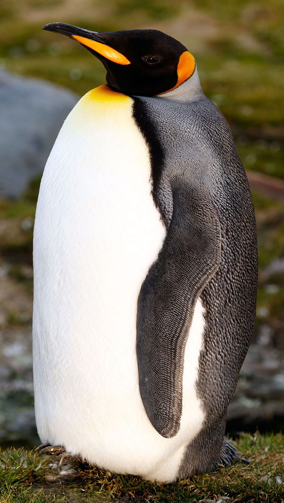 South Georgia Falkland Islands Lindblad National Geographic Explorer YYY08