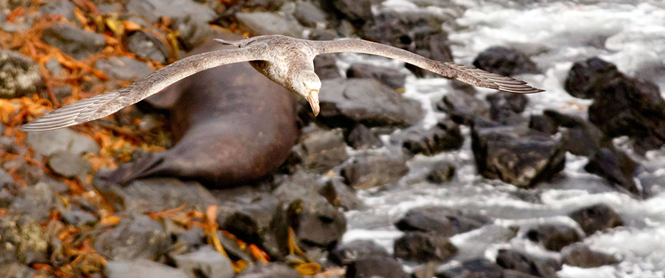 South Georgia Falkland Islands Lindblad National Geographic Explorer YYY03