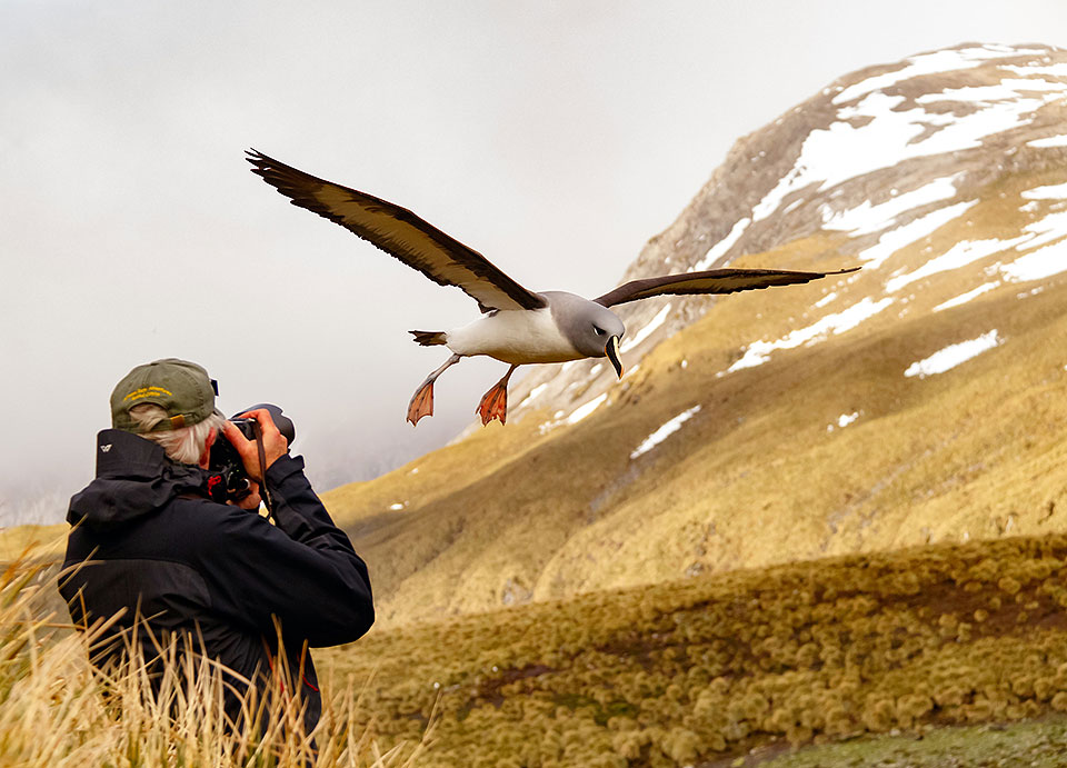 South Georgia Falkland Islands Lindblad National Geographic Explorer YYY02