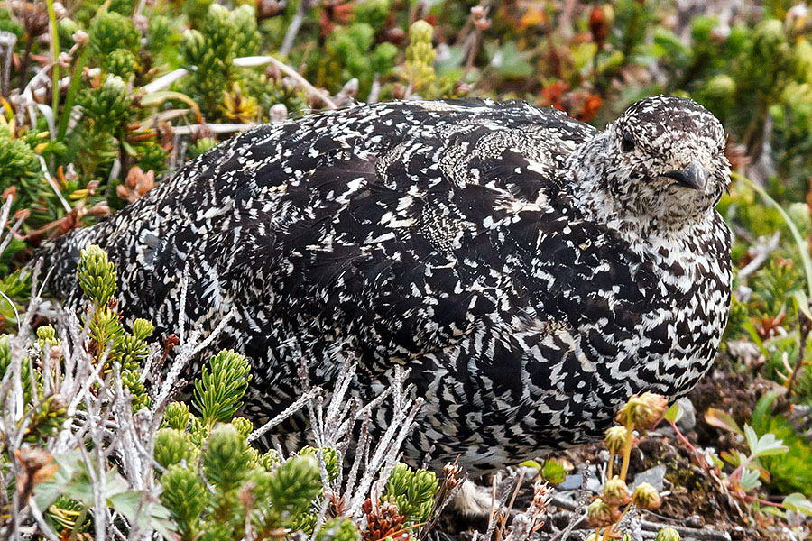 Harding Icefield Hike ptarmigan camouflage