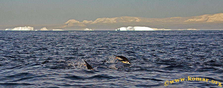 astrolabe island penguins leaping 3