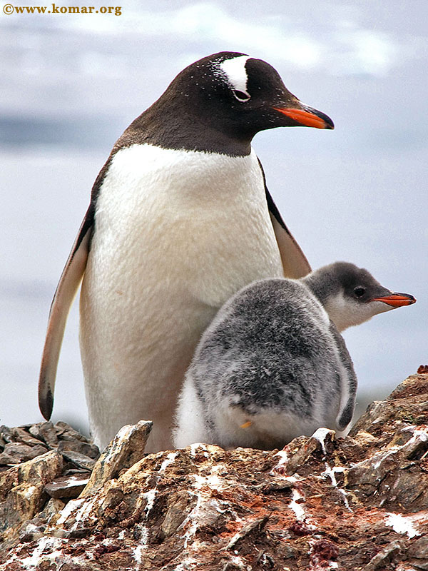 baby gentoo penguin chicks antarctica sequence 1