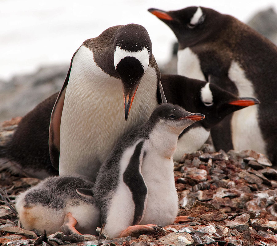 gentoo penguin chicks a3