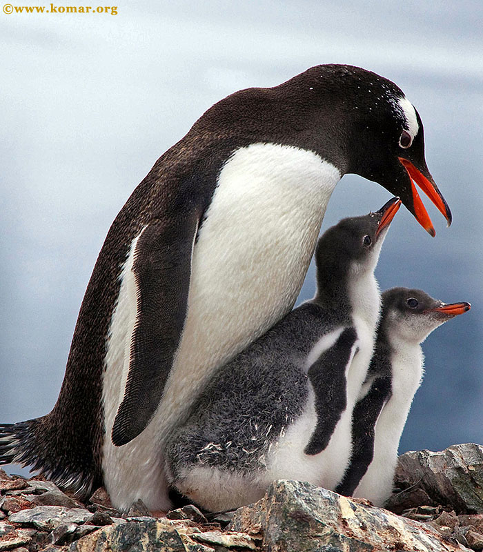 baby gentoo penguin chicks antarctica sequence 3