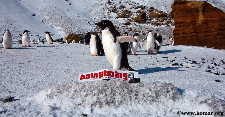adelie penguin antarctica brown bluff boing boing