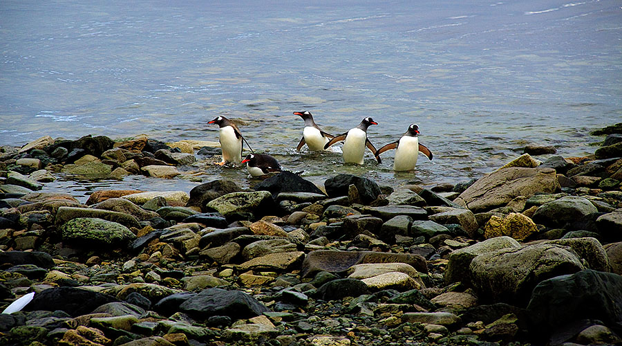 gentoo penguins danco island antarctica 2