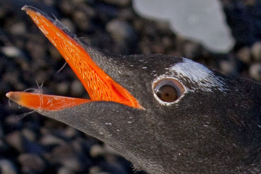 Gentoo Penguins in Antarctica - WOW!!!
