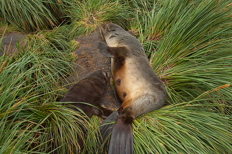 Prion Island Fur Seals