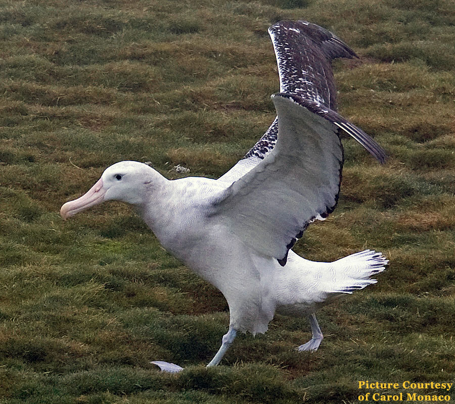 south georgia prion albatross 1