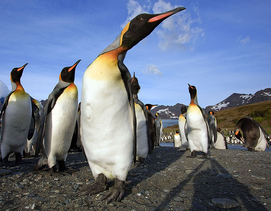 saint andrews king penguins close-up