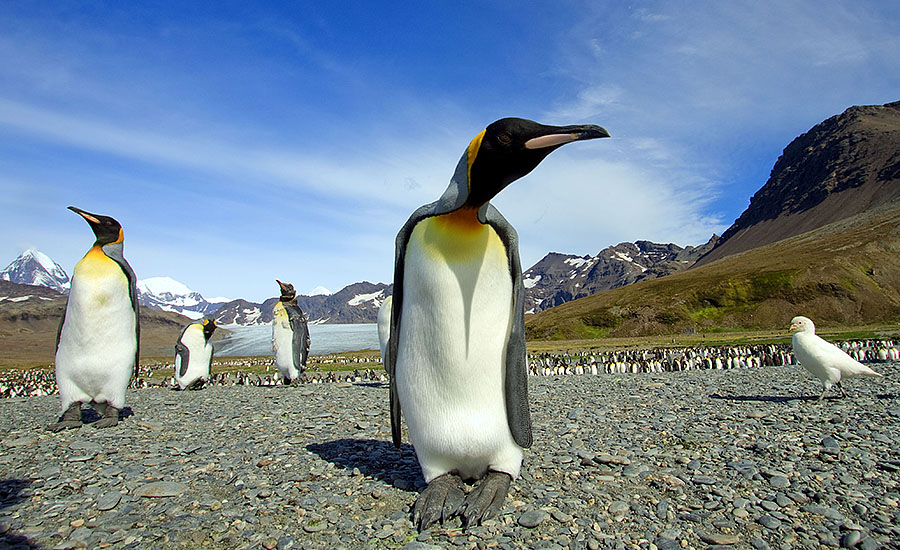 King Penguin Saint Andrews bird