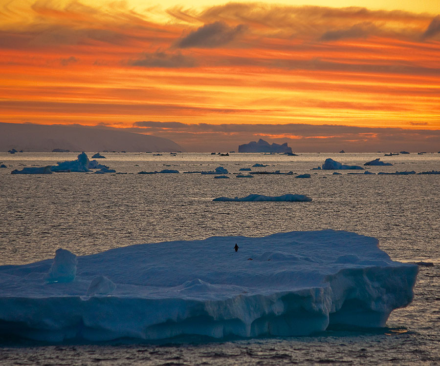 antarctica sunrise penguin