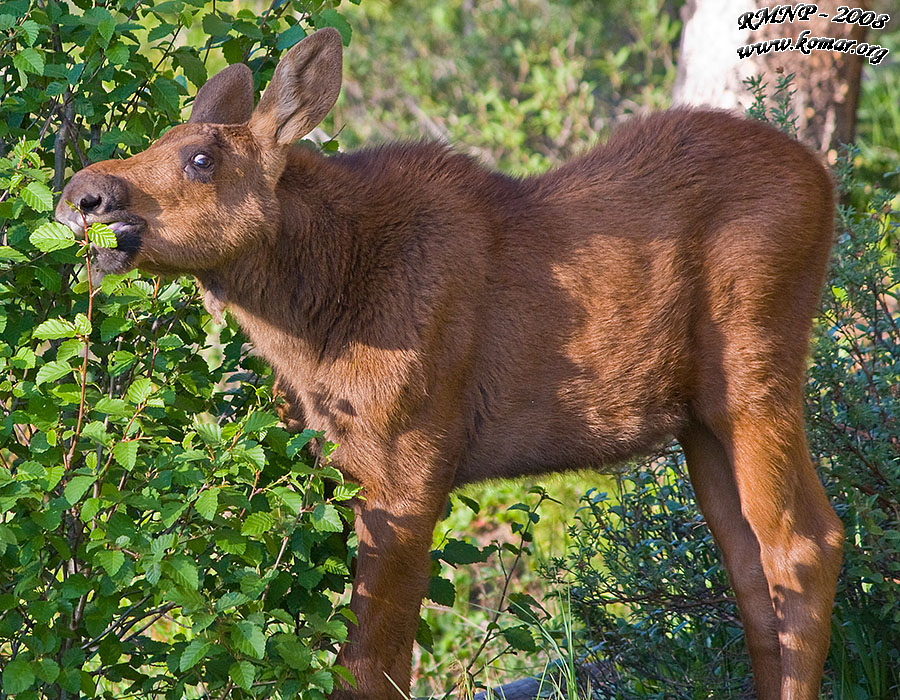 baby moose pics