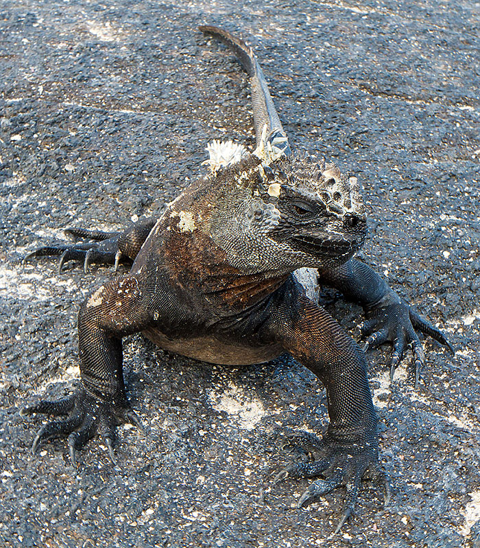 What are the different types of iguanas?