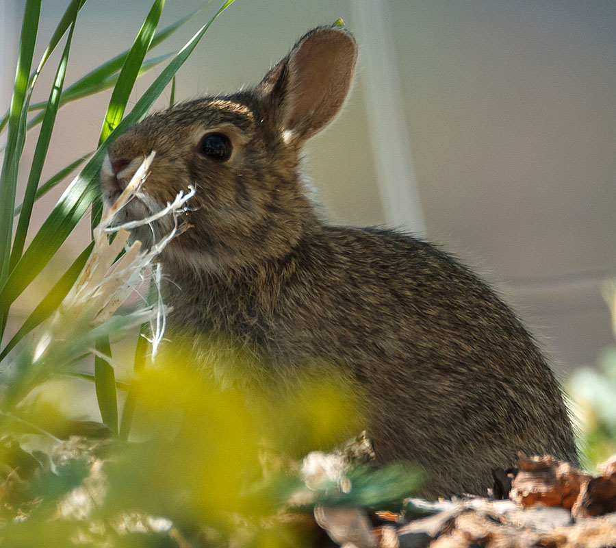 bunny rabbit closeup