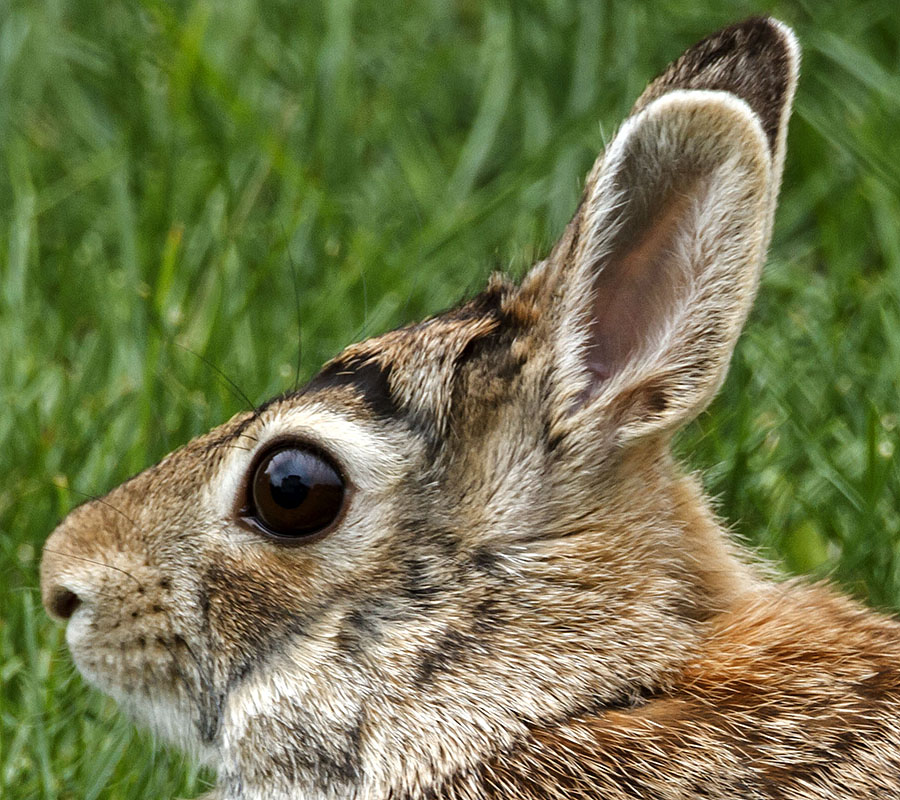 parent bunny rabbit closeup