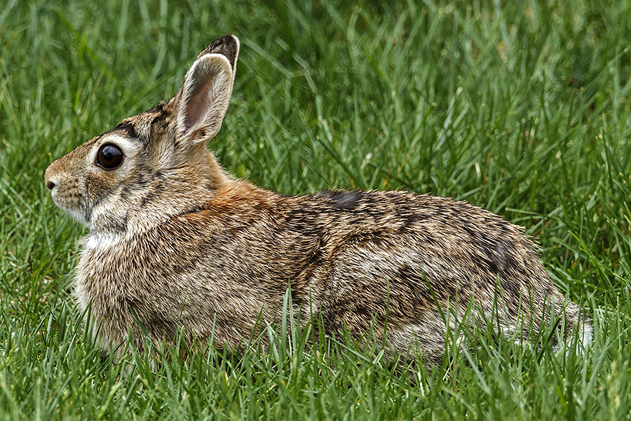 parent bunny rabbit