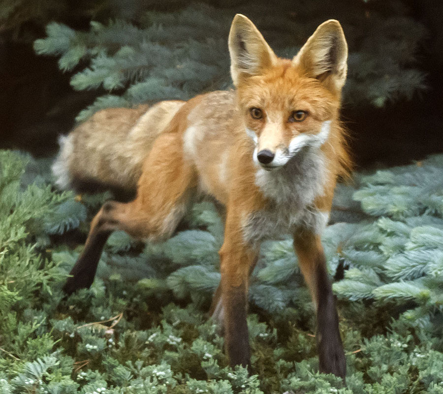 red fox closeup