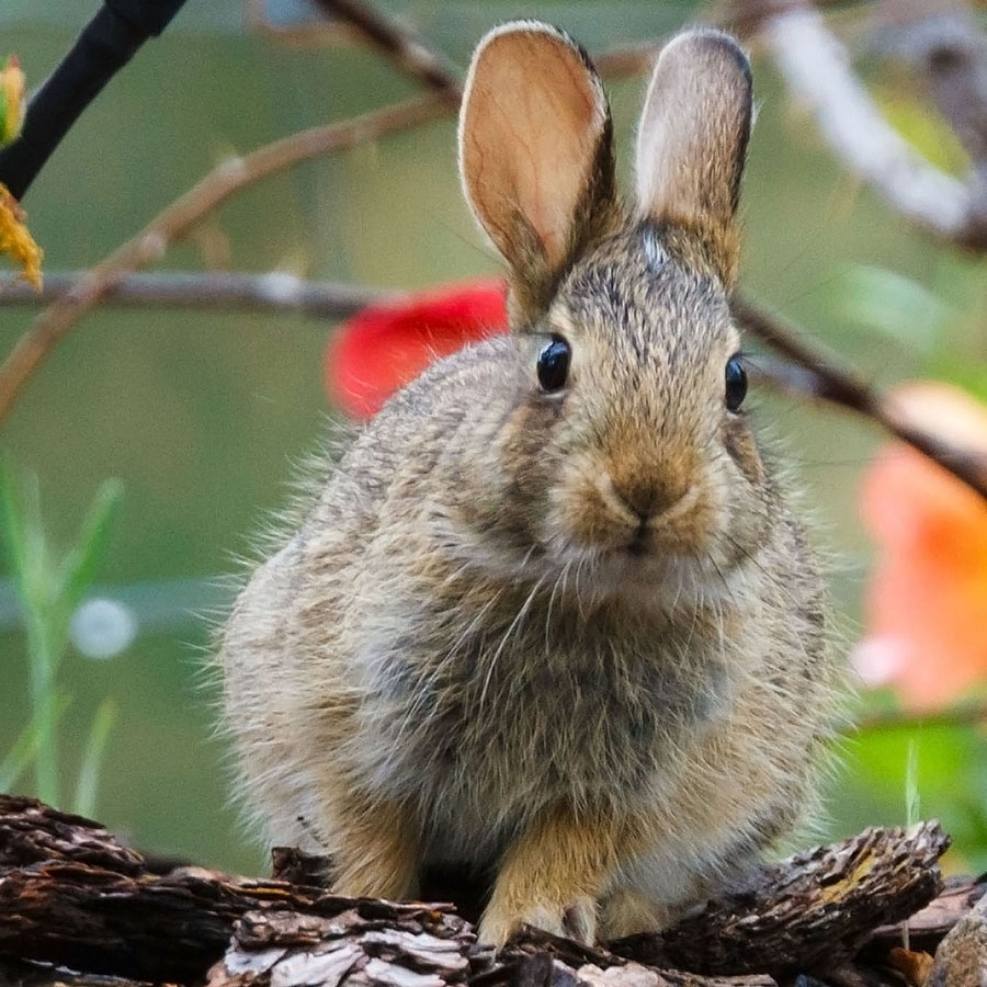 parent bunny sprinkler closeup