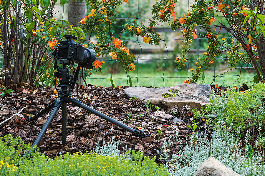 bunny rabbit camera tripod