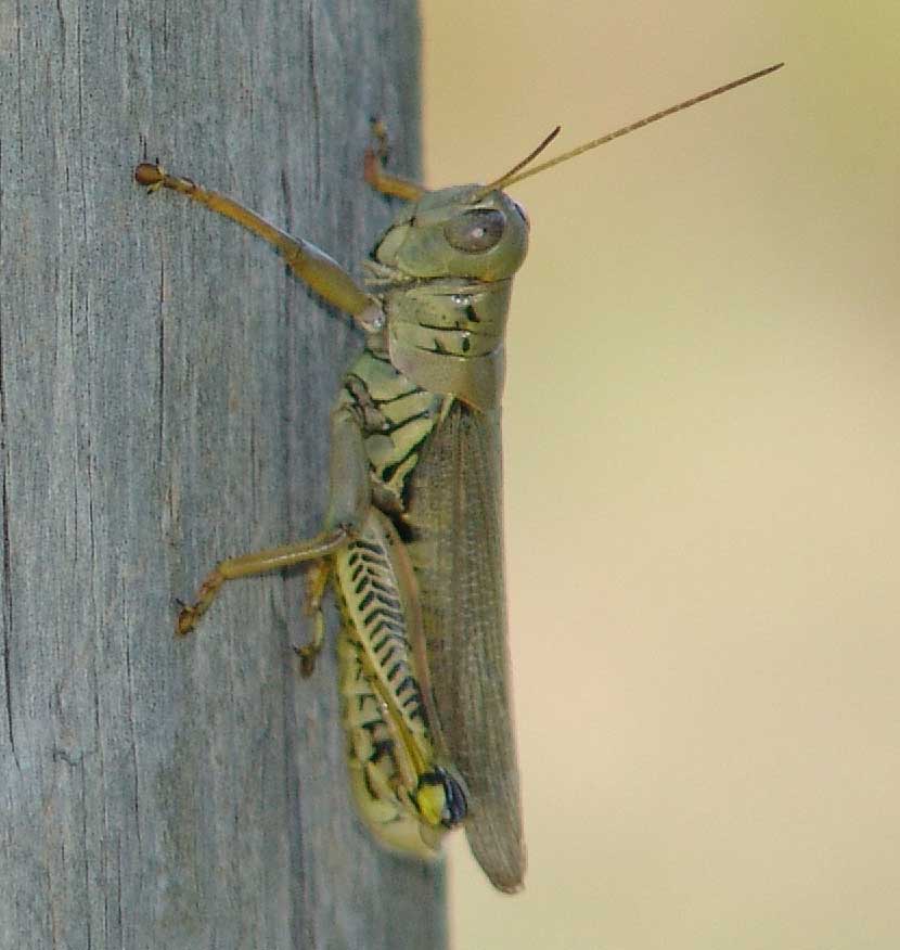 grasshopper closeup