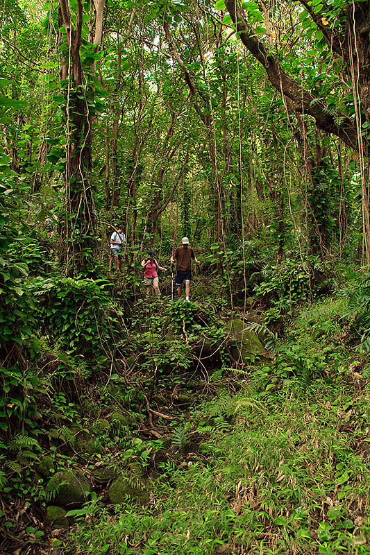 maunawili trail hawaii i