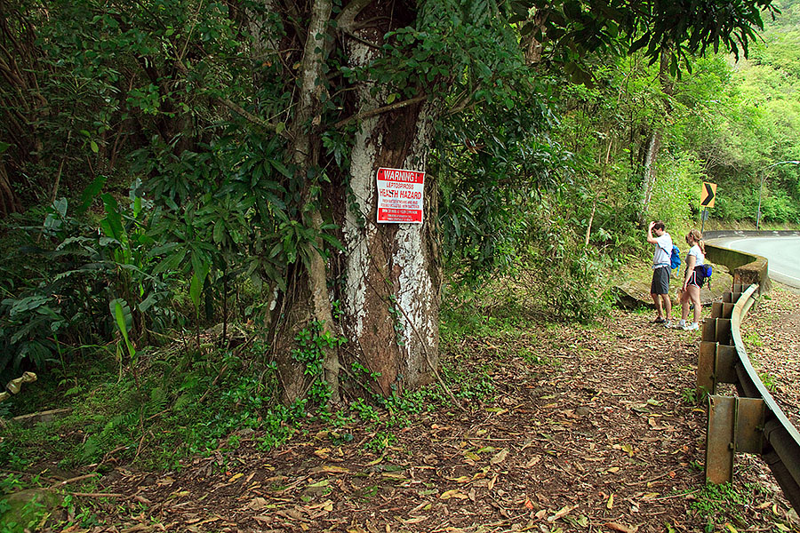 maunawili trail hawaii m