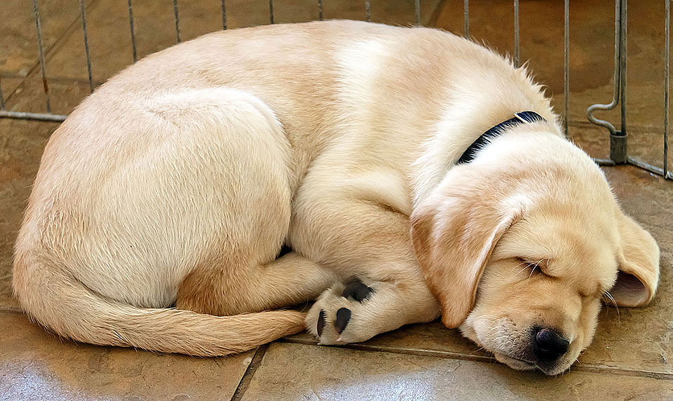 Bliss sleeping as puppy