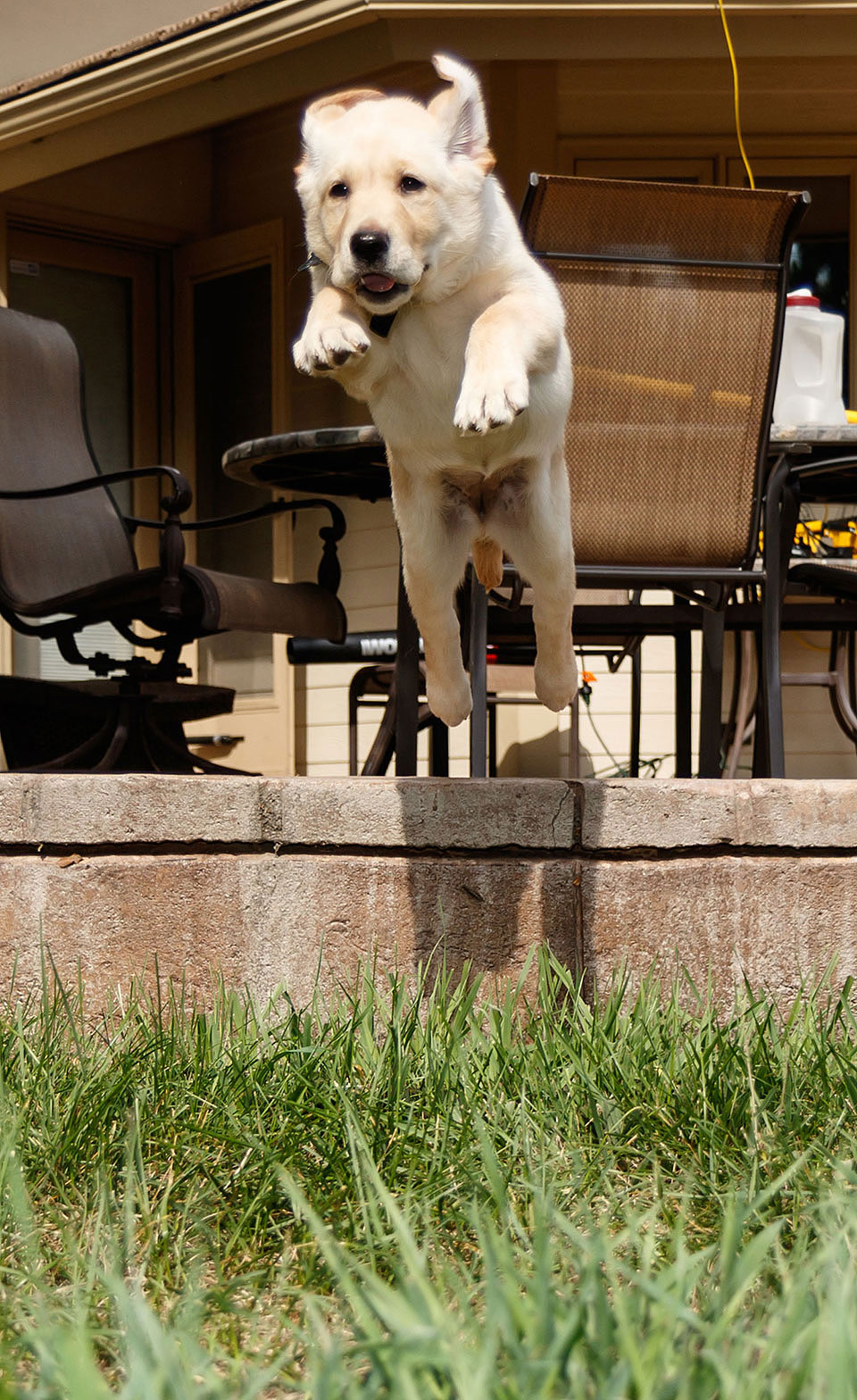 Bliss Jumping