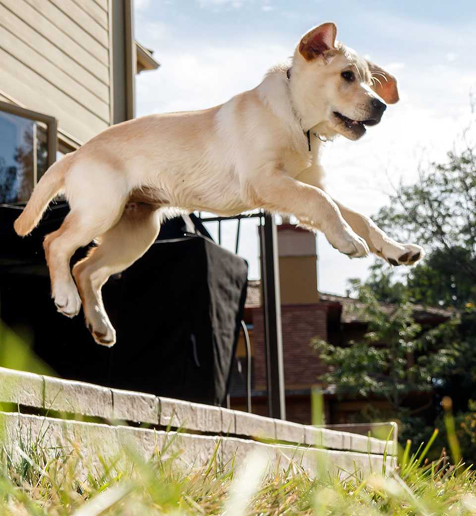 Bliss leaping side