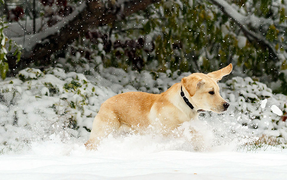 Boulder blind dog puppy Bliss in snow s0