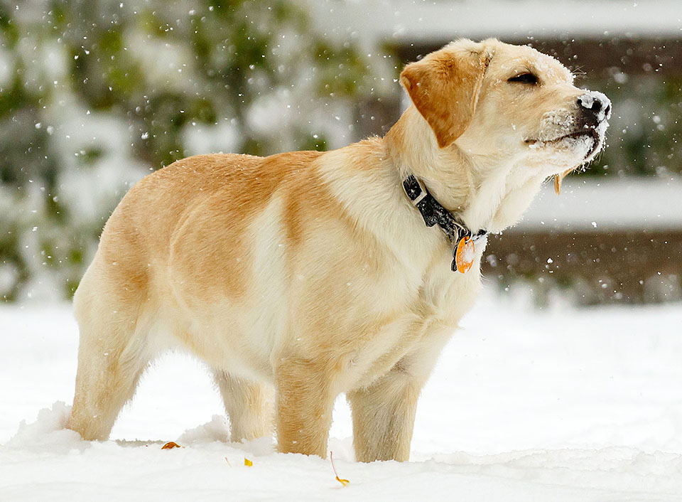 Boulder blind dog puppy Bliss in snow s1