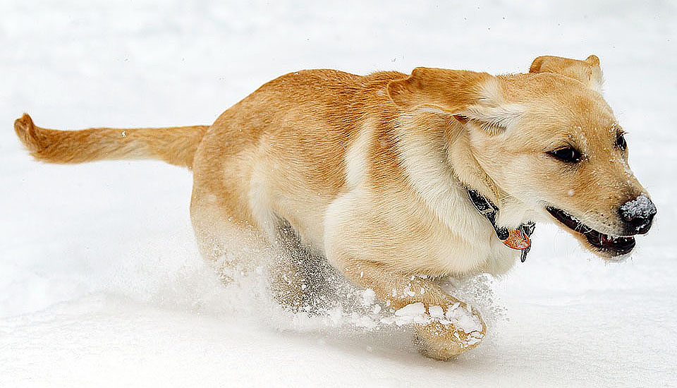 boulder guide dog puppy for blind snow a3