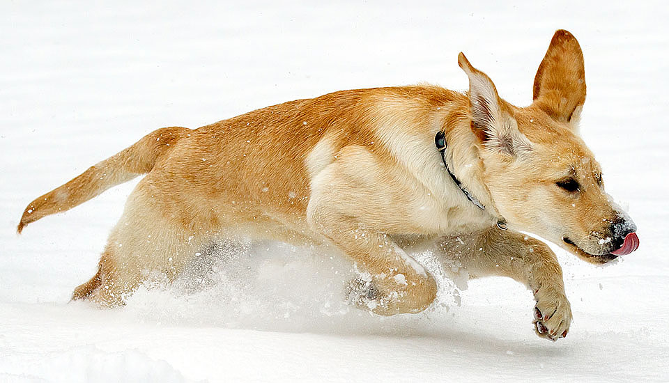 boulder guide dog puppy for blind snow a4