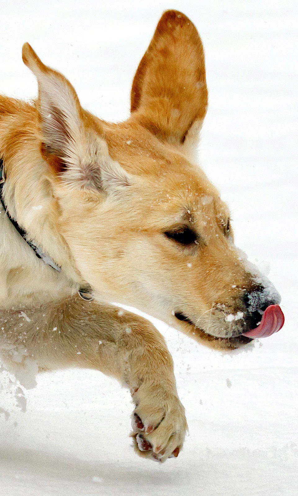 boulder guide dog puppy for blind snow a5