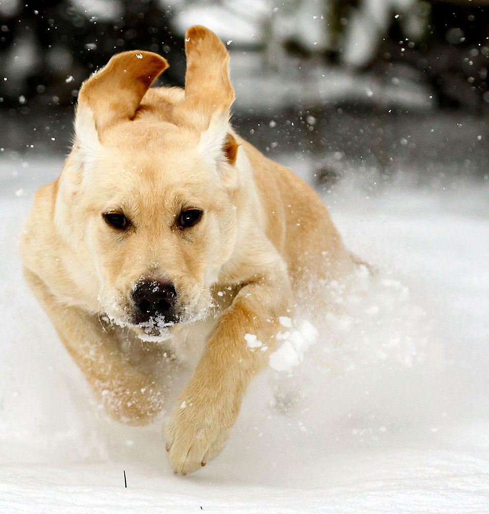 Boulder blind dog puppy Bliss in snow s2