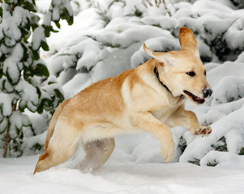 boulder guide dog puppy for blind snow a2