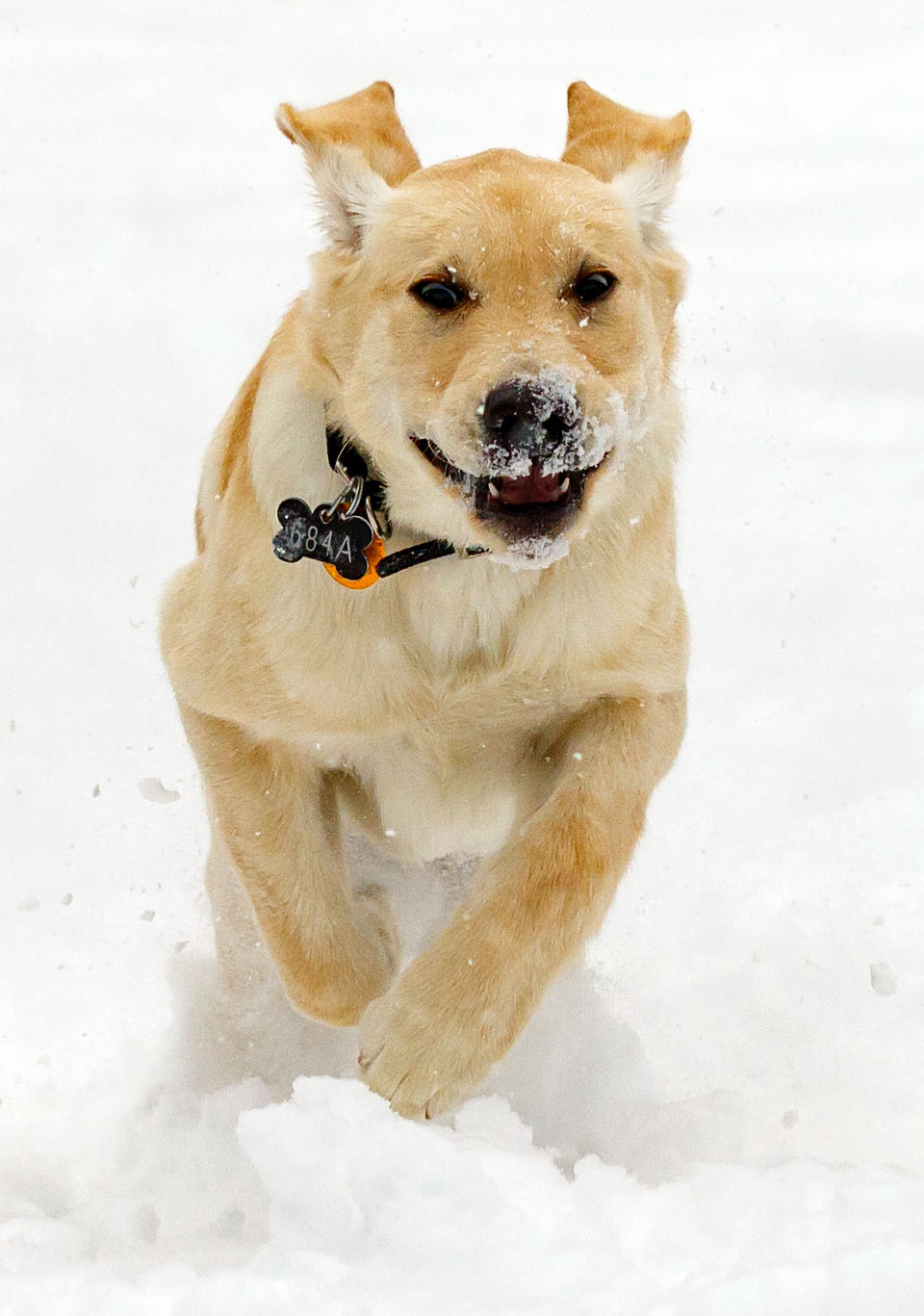 boulder guide dog puppy for blind snow a9