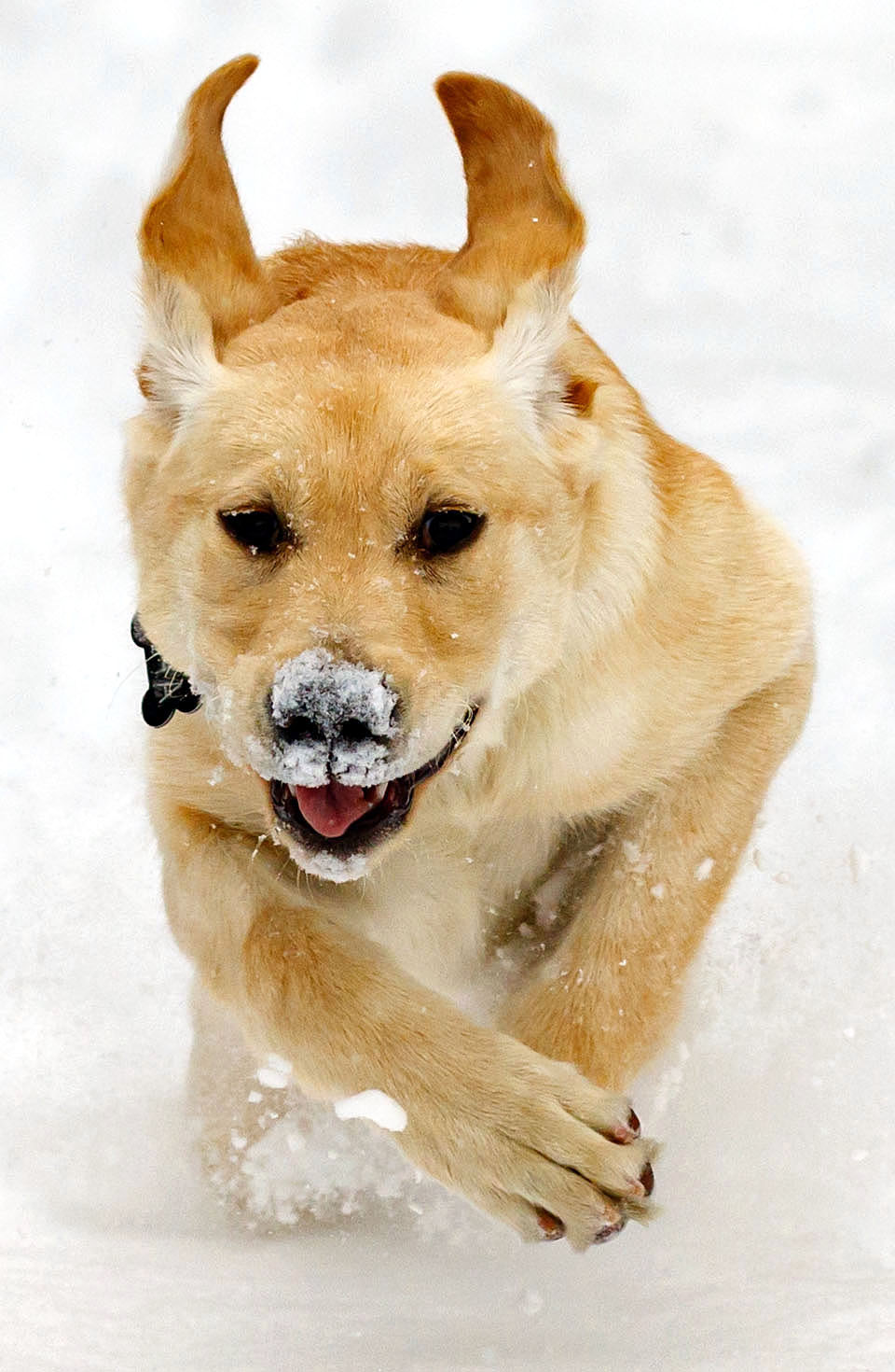 Boulder blind dog puppy Bliss in snow s4